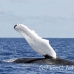 whale_humpback_h_00569_dom2617.jpg